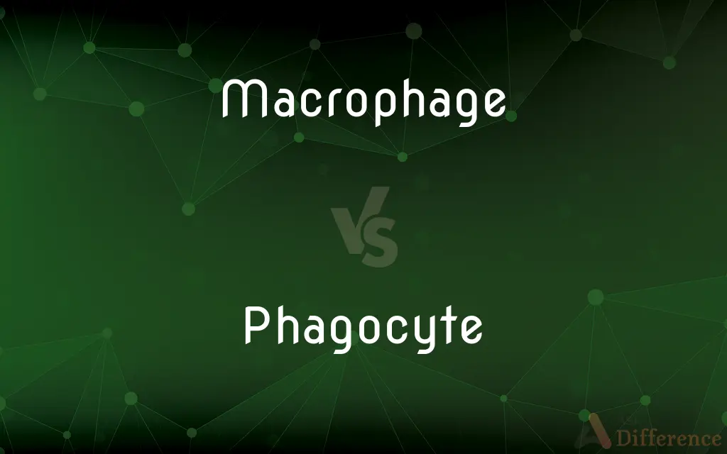 Macrophage vs. Phagocyte — What's the Difference?