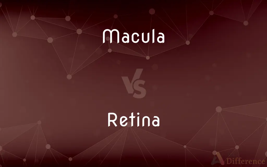 Macula vs. Retina — What's the Difference?