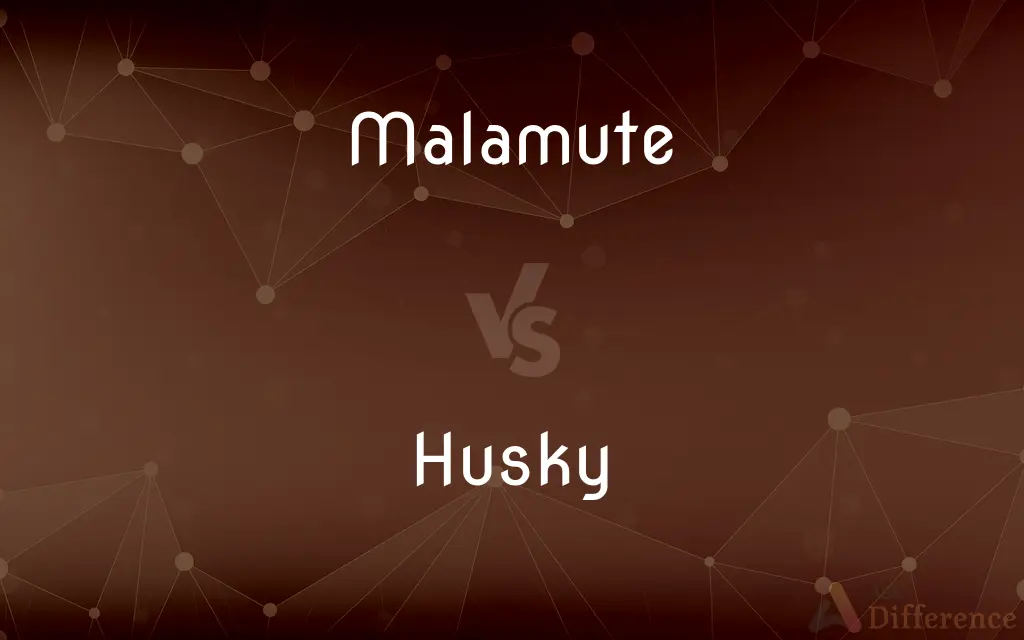 Malamute vs. Husky — What's the Difference?