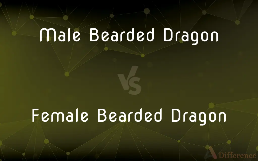 Male Bearded Dragon vs. Female Bearded Dragon — What's the Difference?
