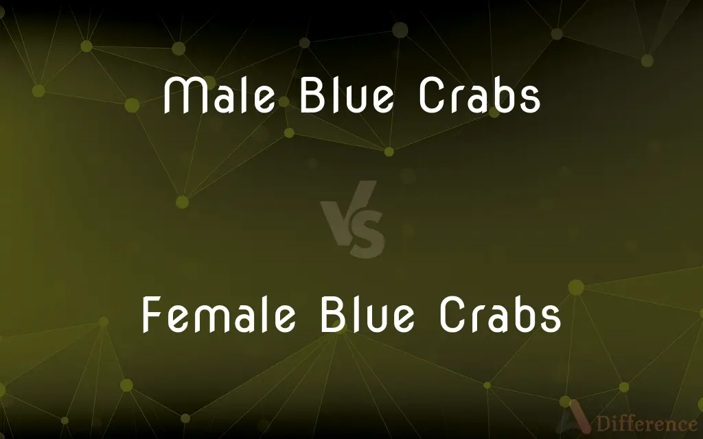 Male Blue Crabs vs. Female Blue Crabs — What's the Difference?