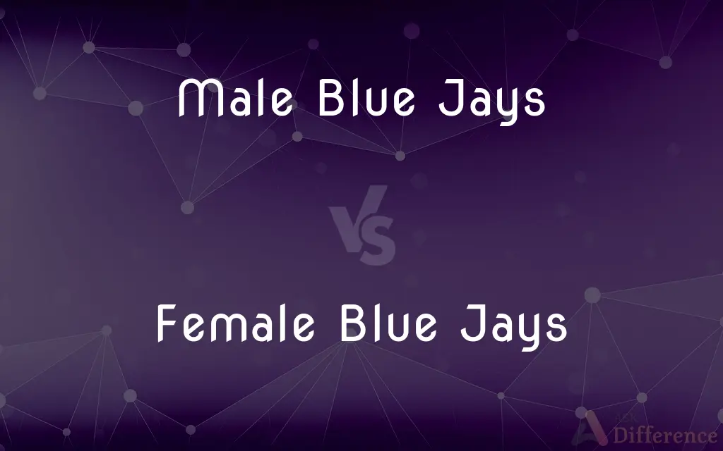 Male Blue Jays vs. Female Blue Jays — What's the Difference?