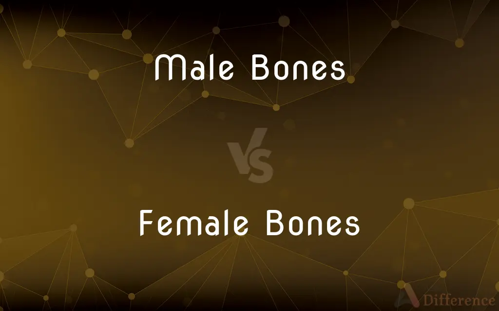 Male Bones vs. Female Bones — What's the Difference?