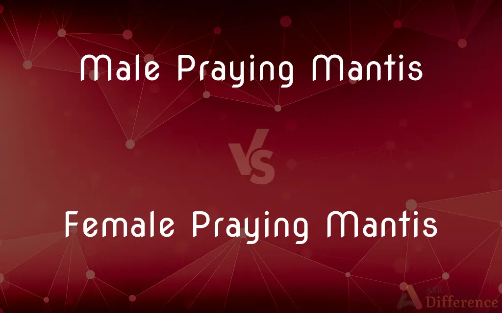 Male Praying Mantis vs. Female Praying Mantis — What's the Difference?