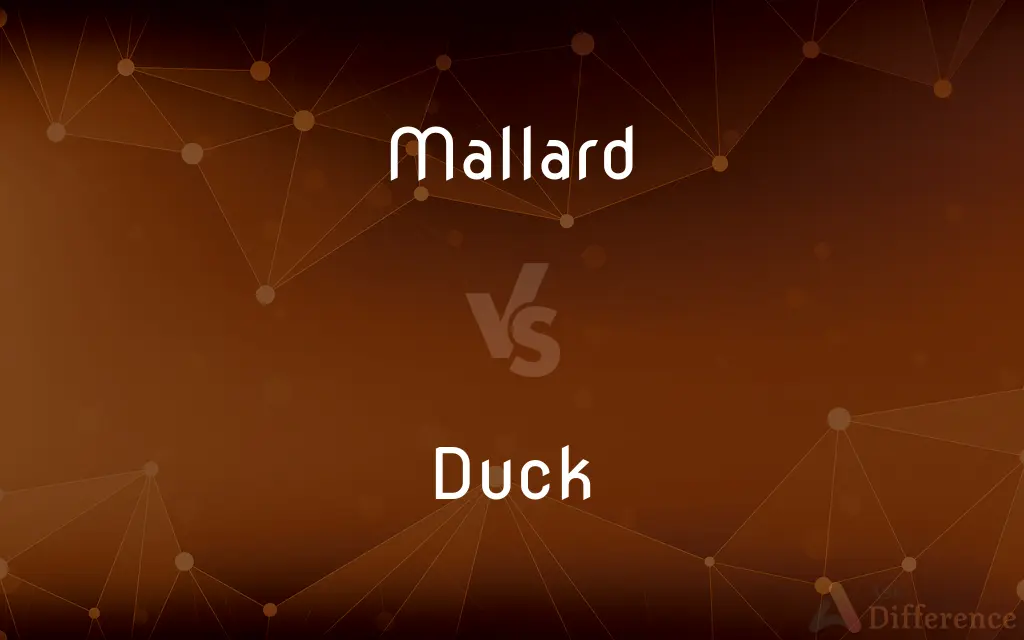 Mallard vs. Duck — What's the Difference?
