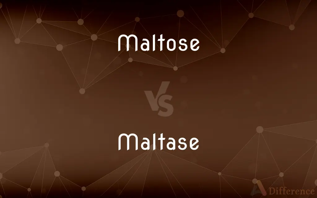 Maltose vs. Maltase — What's the Difference?