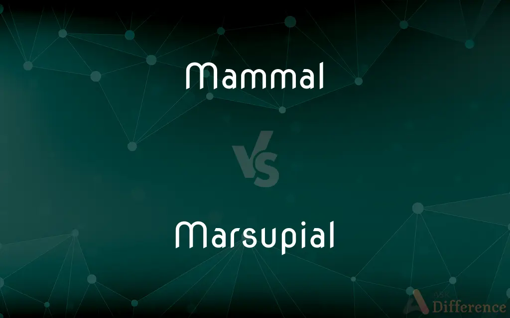 Mammal vs. Marsupial — What's the Difference?