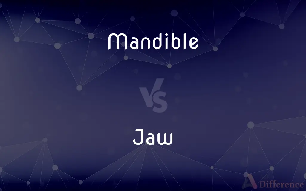 Mandible vs. Jaw — What's the Difference?