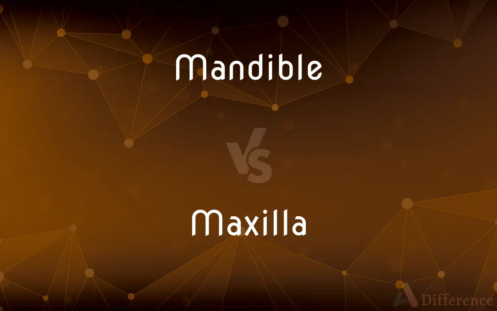 Mandible vs. Maxilla — What's the Difference?