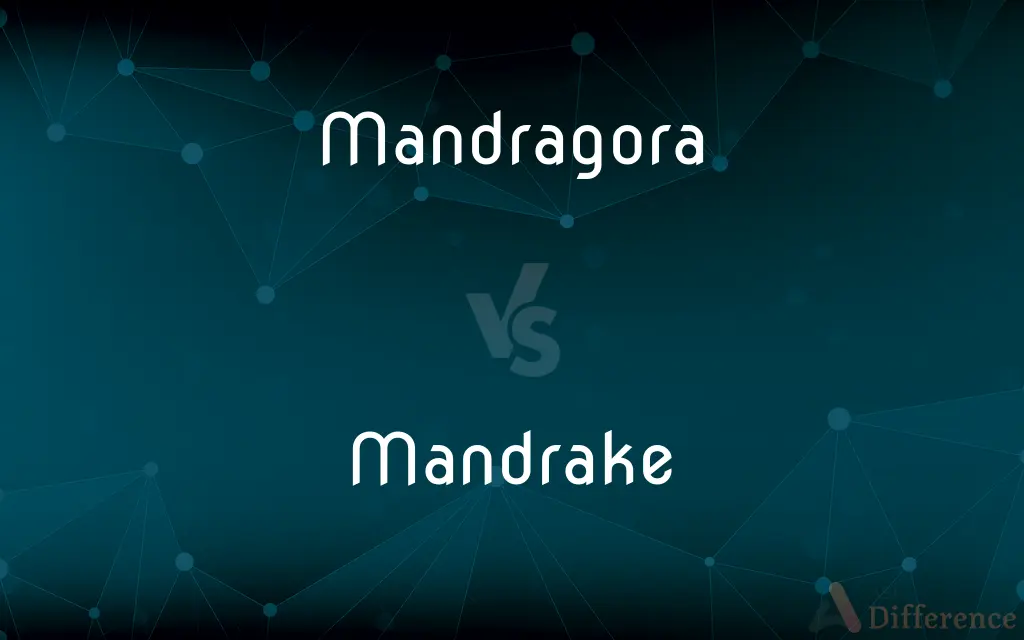 Mandragora vs. Mandrake — What's the Difference?