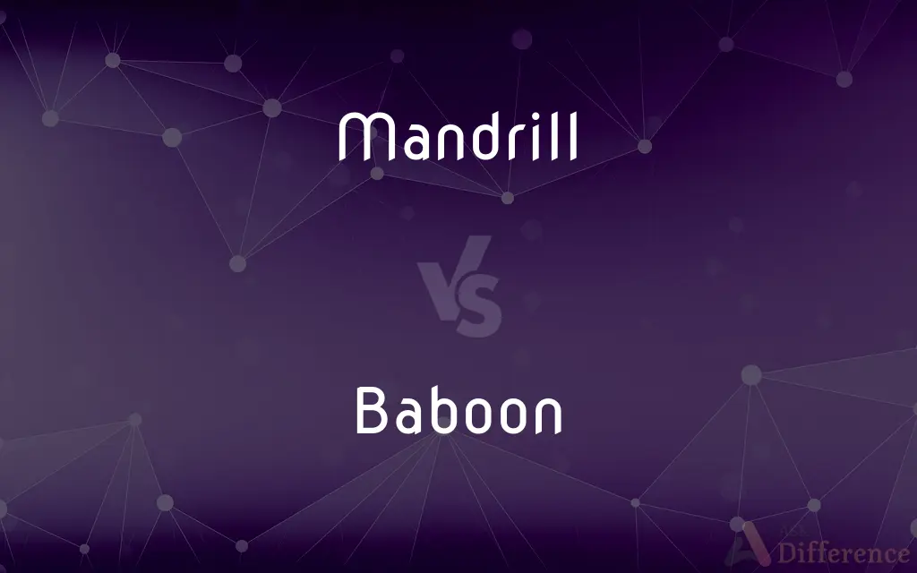Mandrill vs. Baboon — What's the Difference?