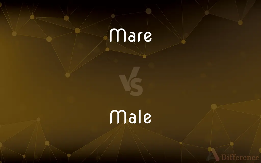 Mare vs. Male — What's the Difference?