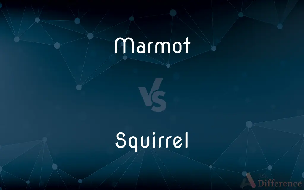 Marmot vs. Squirrel — What's the Difference?