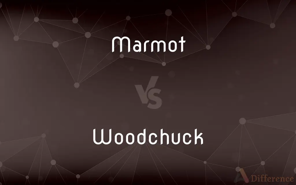 Marmot vs. Woodchuck — What's the Difference?