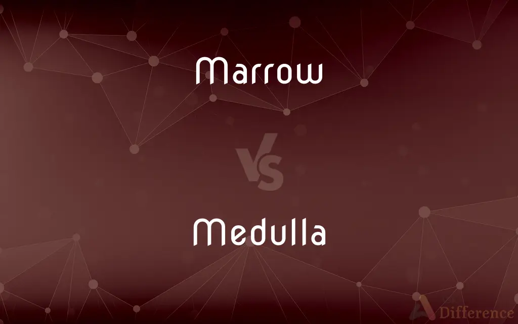 Marrow vs. Medulla — What's the Difference?