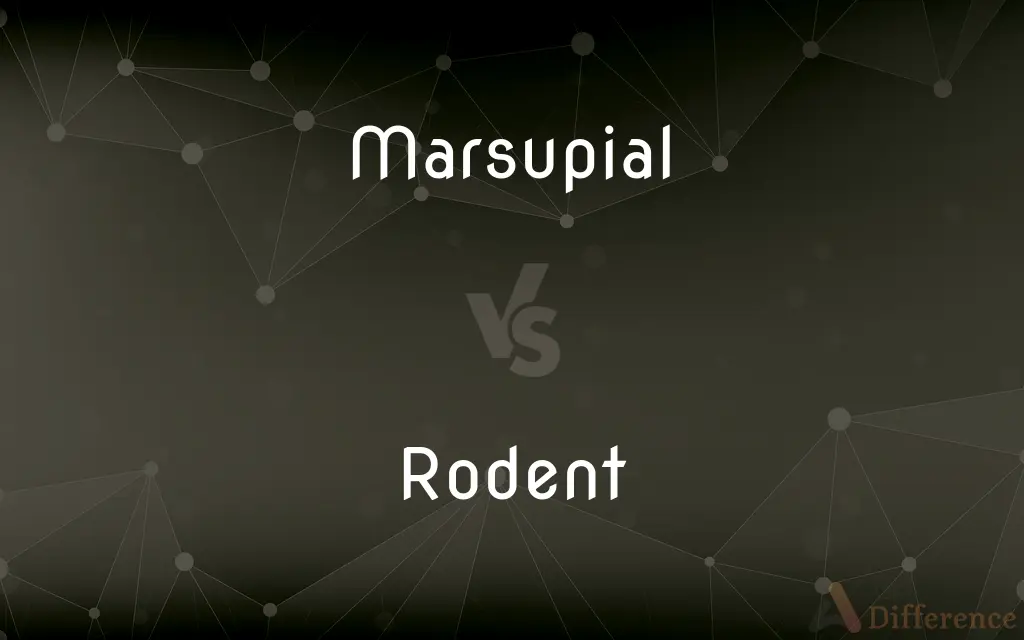 Marsupial vs. Rodent — What's the Difference?