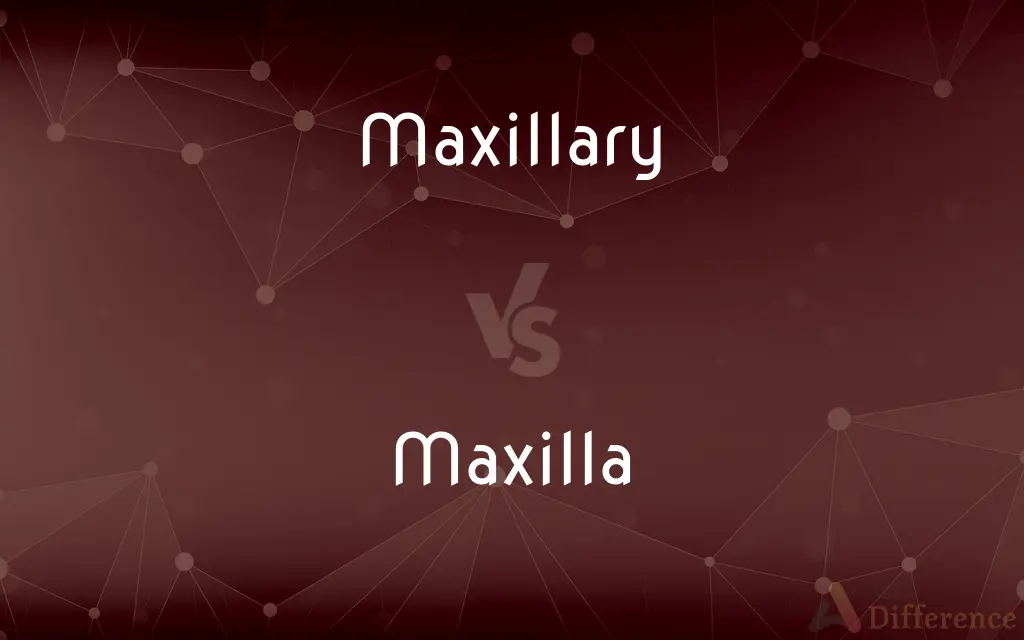 Maxillary vs. Maxilla — What's the Difference?