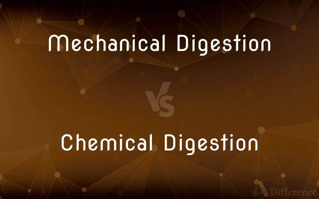 Mechanical Digestion vs. Chemical Digestion — What's the Difference?