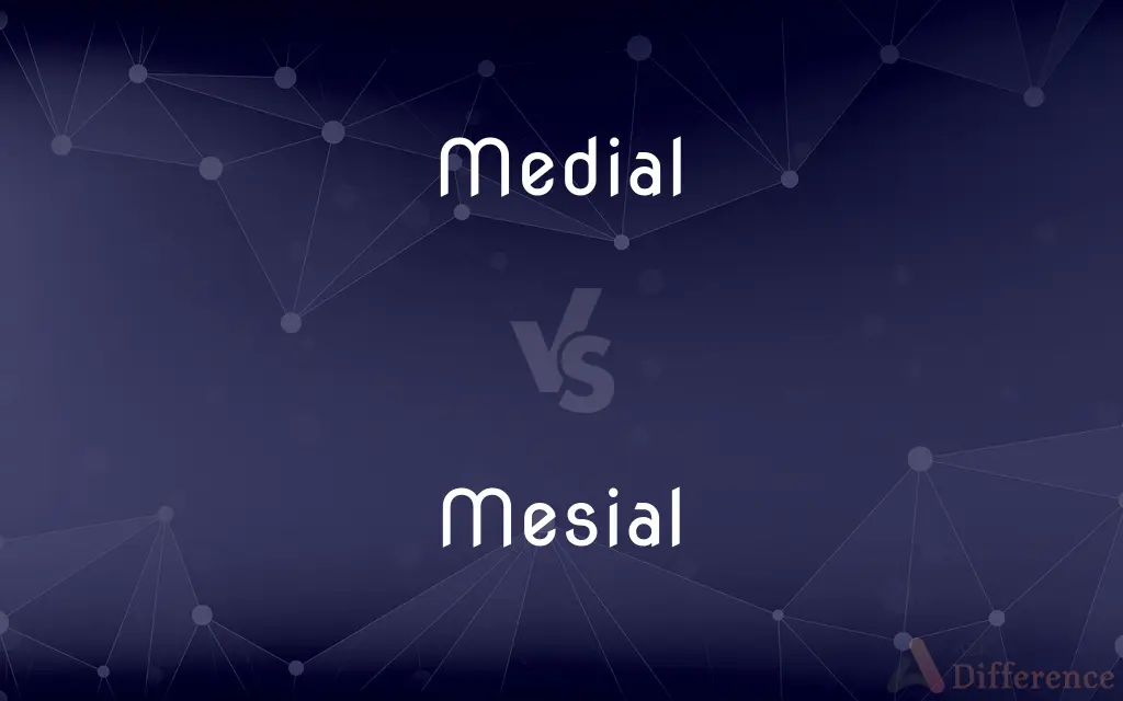 Medial vs. Mesial — What's the Difference?