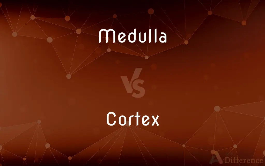 Medulla vs. Cortex — What's the Difference?