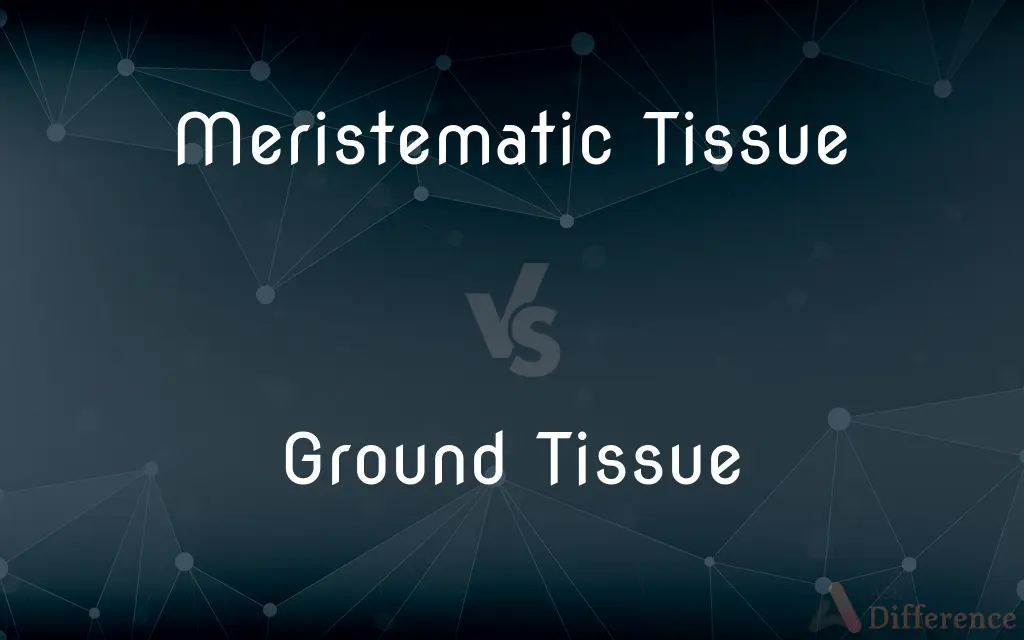 Meristematic Tissue vs. Ground Tissue