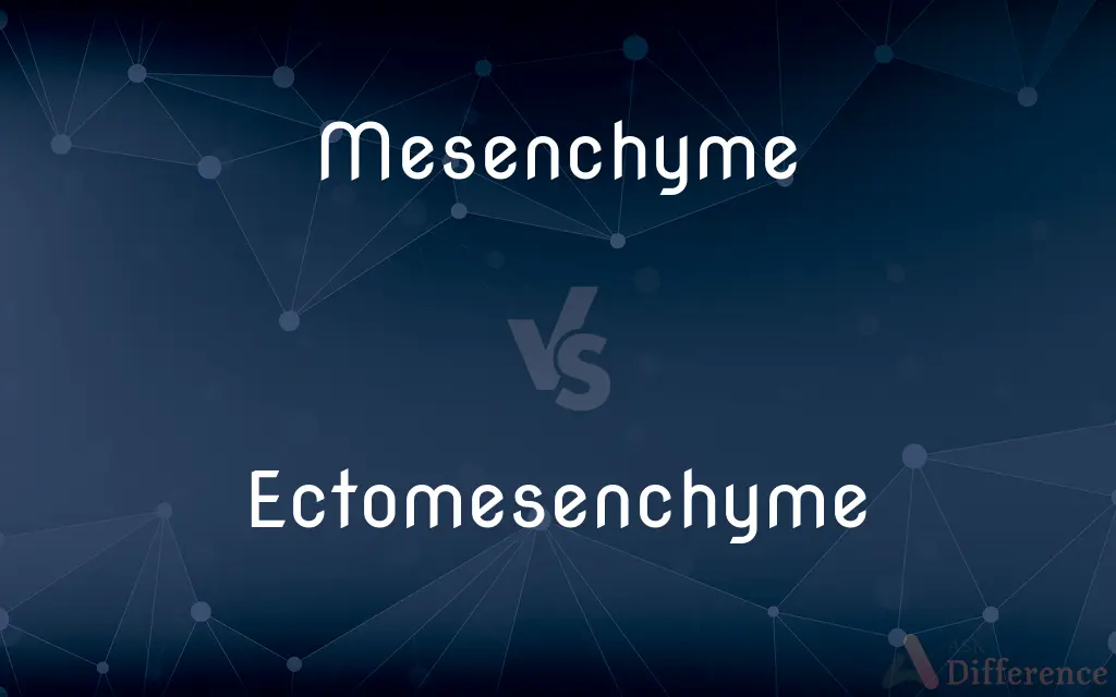 Mesenchyme vs. Ectomesenchyme — What's the Difference?