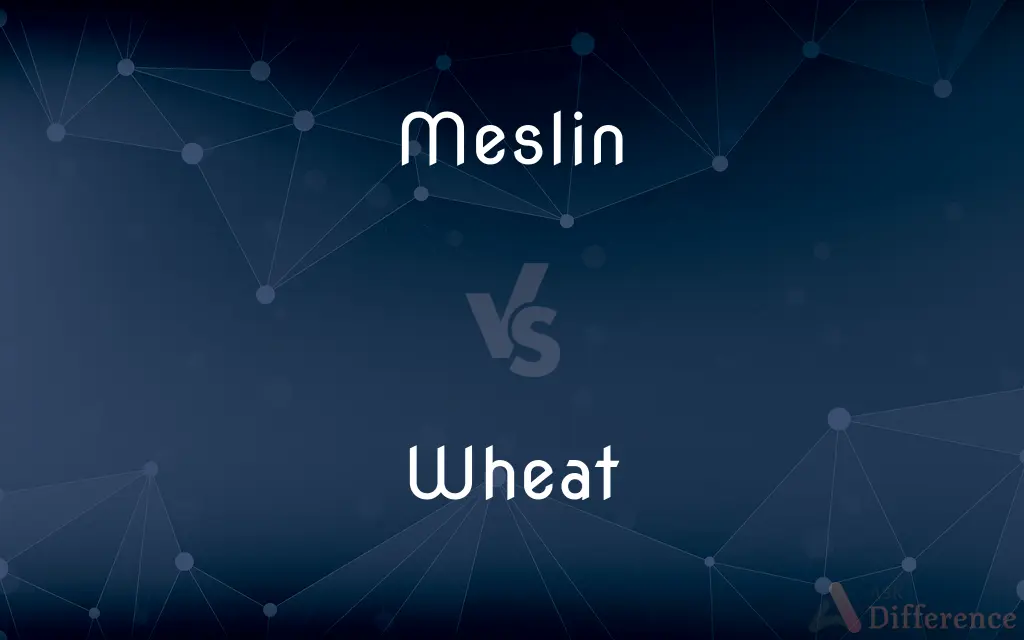 Meslin vs. Wheat — What's the Difference?