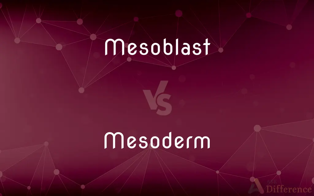 Mesoblast vs. Mesoderm — What's the Difference?