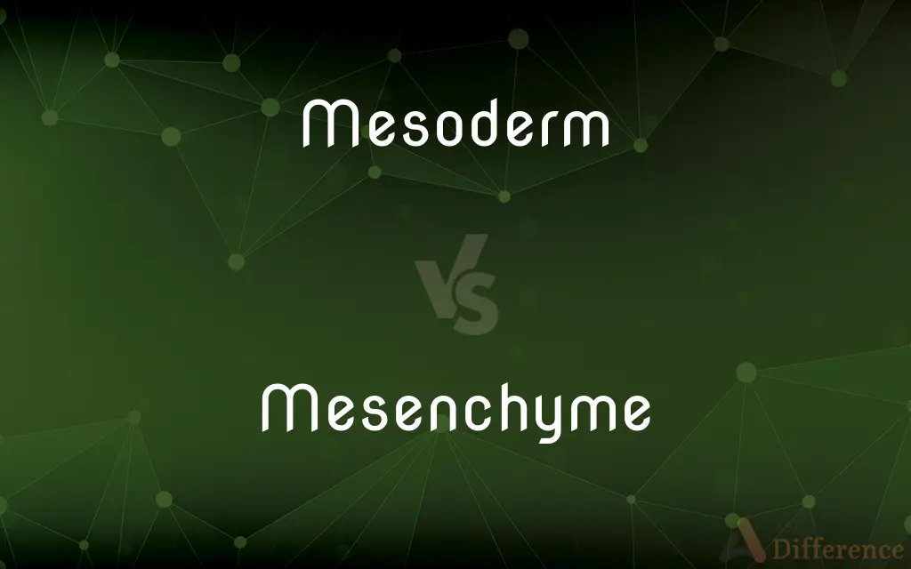 Mesoderm vs. Mesenchyme — What's the Difference?