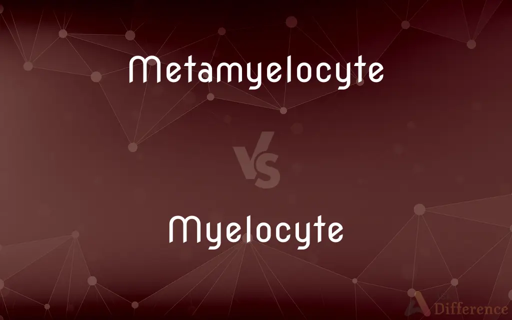 Metamyelocyte vs. Myelocyte — What's the Difference?