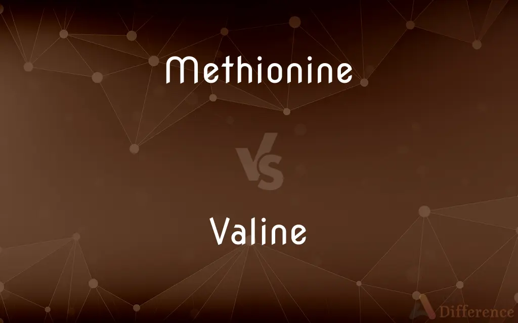 Methionine vs. Valine — What's the Difference?