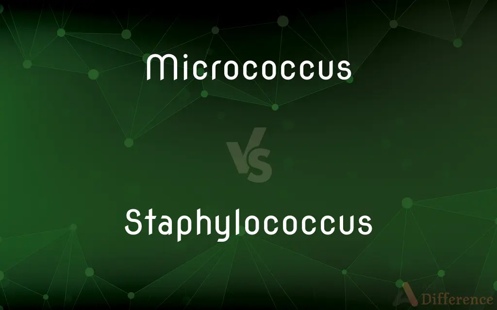 Micrococcus vs. Staphylococcus — What's the Difference?