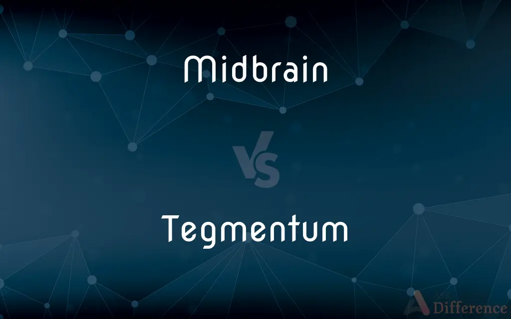 Midbrain vs. Tegmentum — What's the Difference?
