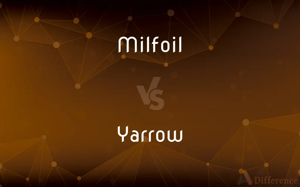 Milfoil vs. Yarrow — What's the Difference?