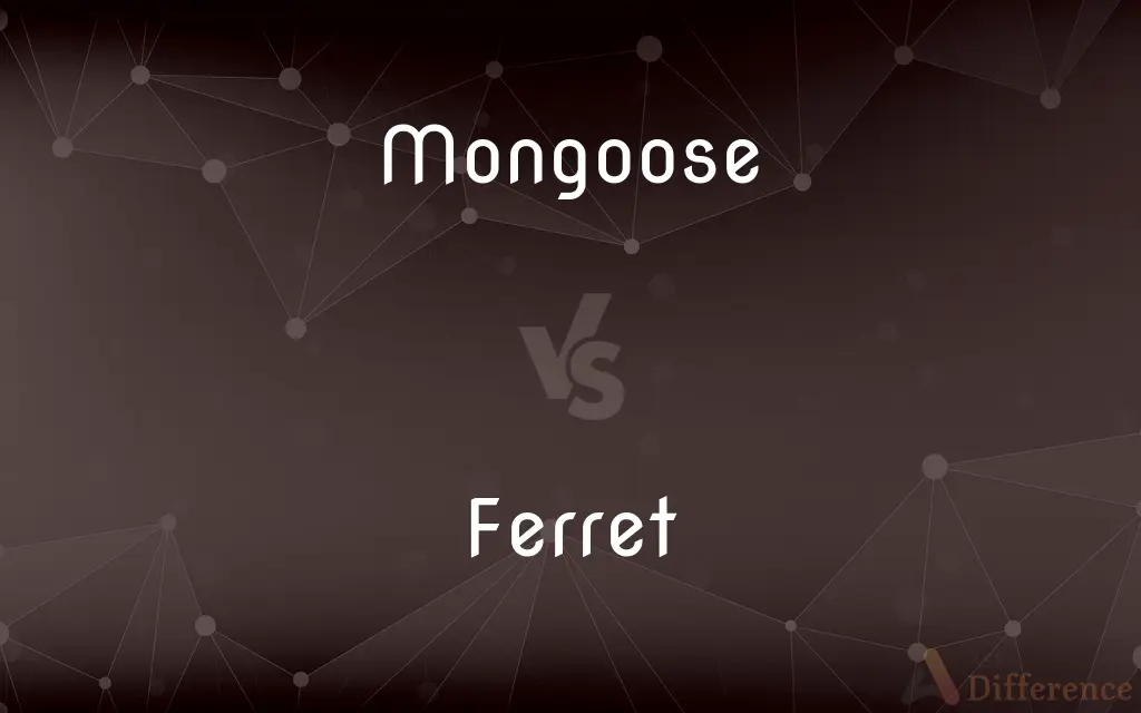 Mongoose vs. Ferret — What's the Difference?