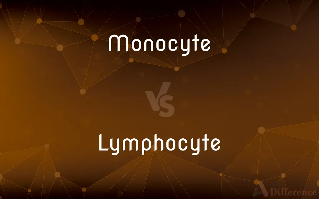 Monocyte vs. Lymphocyte — What's the Difference?