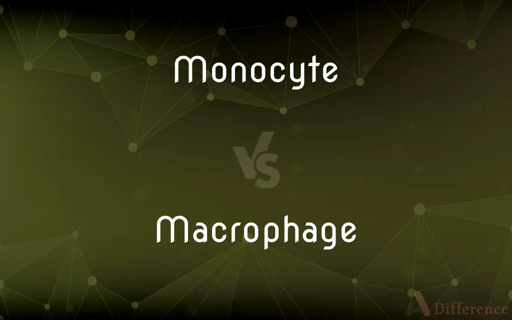 Monocyte vs. Macrophage — What's the Difference?