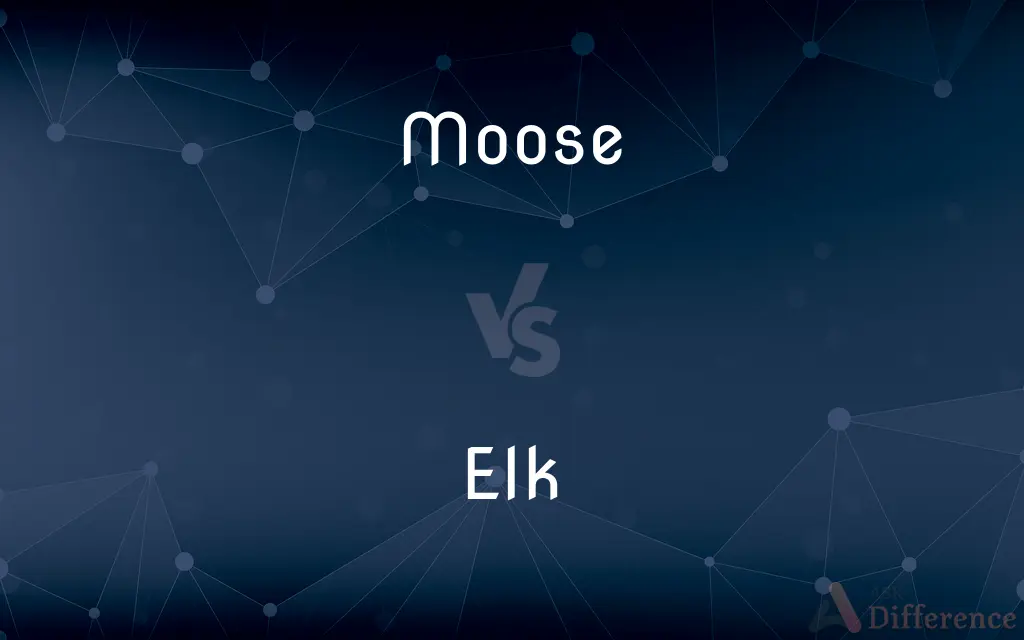 Moose vs. Elk — What's the Difference?