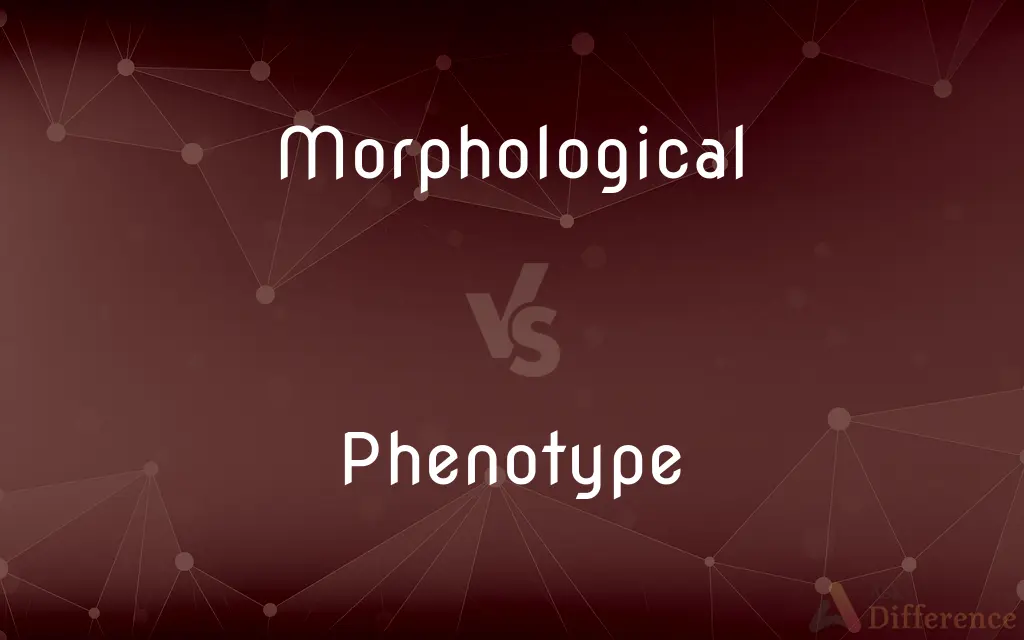 Morphological vs. Phenotype — What's the Difference?