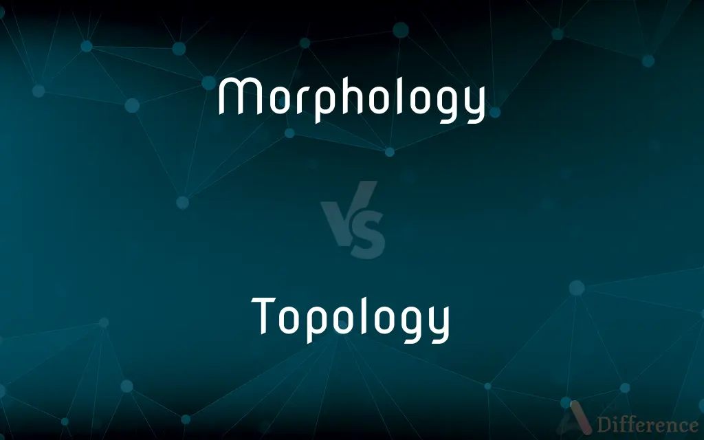 Morphology vs. Topology — What's the Difference?