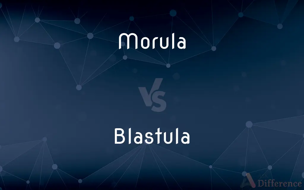 Morula vs. Blastula — What's the Difference?
