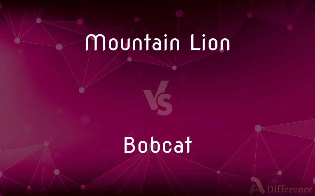 Mountain Lion vs. Bobcat — What's the Difference?