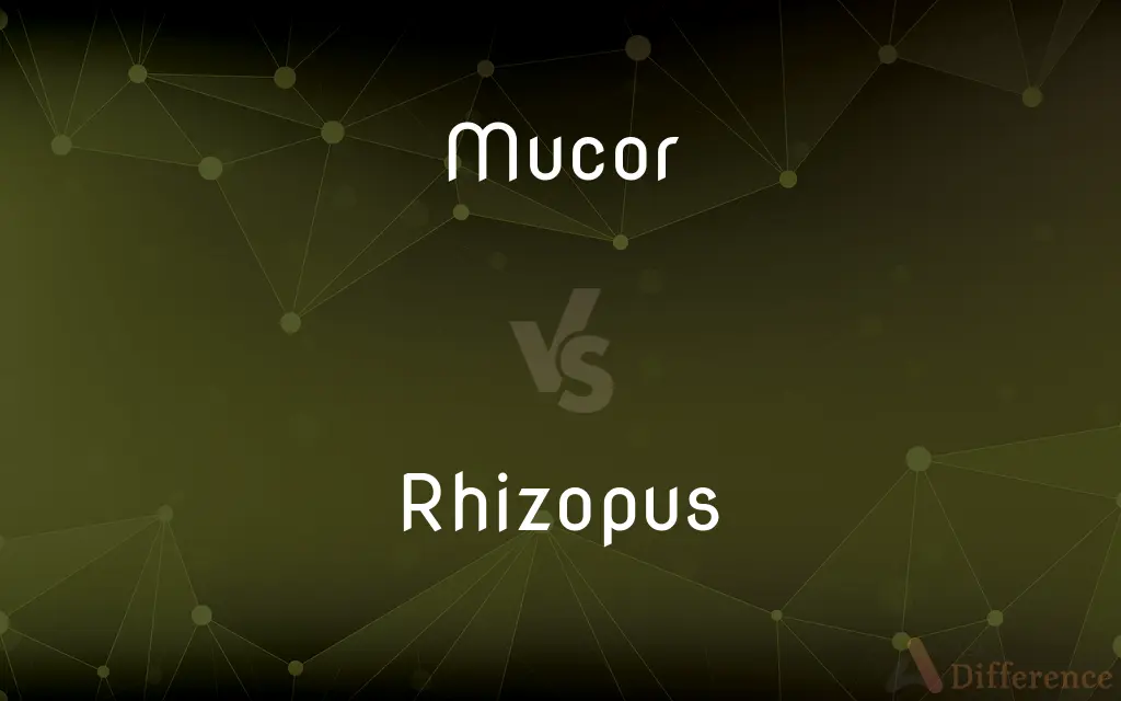 Mucor vs. Rhizopus — What's the Difference?
