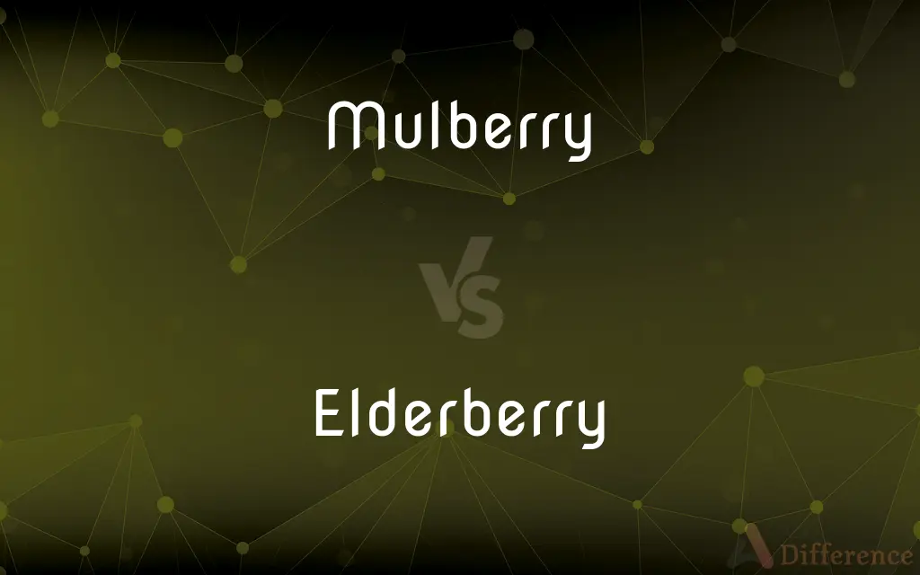 Mulberry vs. Elderberry — What's the Difference?