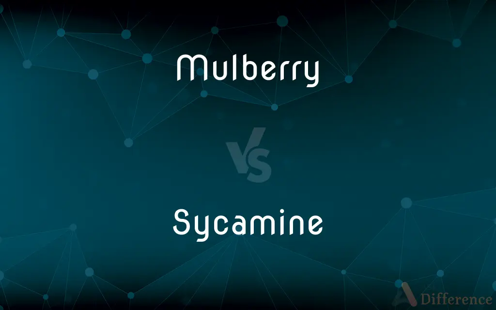 Mulberry vs. Sycamine — What's the Difference?