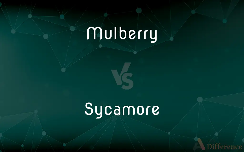 Mulberry vs. Sycamore — What's the Difference?