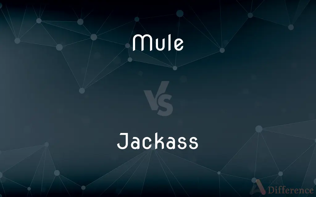 Mule vs. Jackass — What's the Difference?
