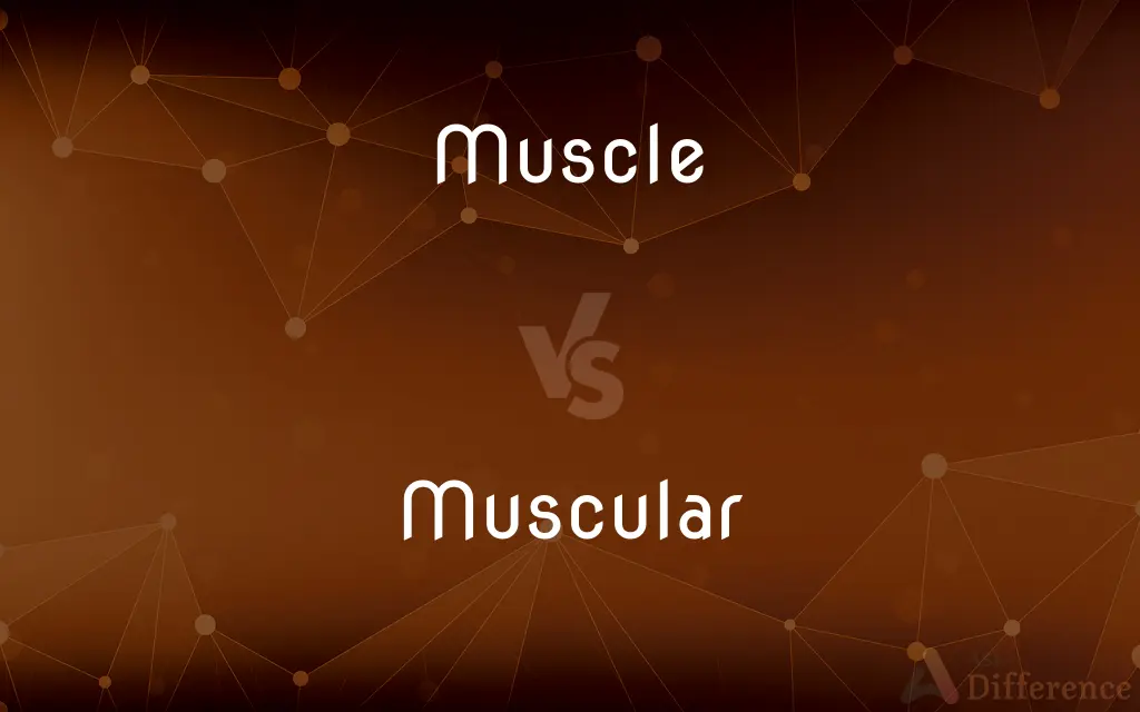 Muscle vs. Muscular — What's the Difference?