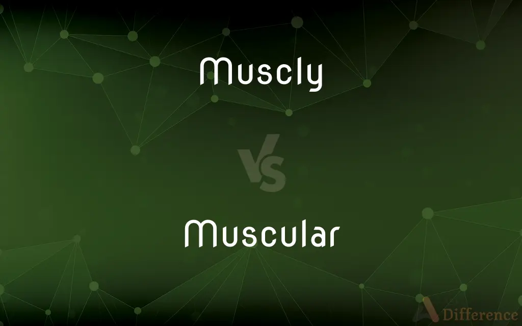 Muscly vs. Muscular — What's the Difference?