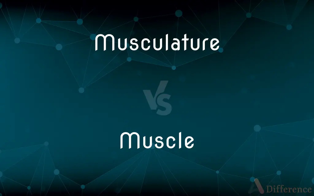 Musculature vs. Muscle — What's the Difference?